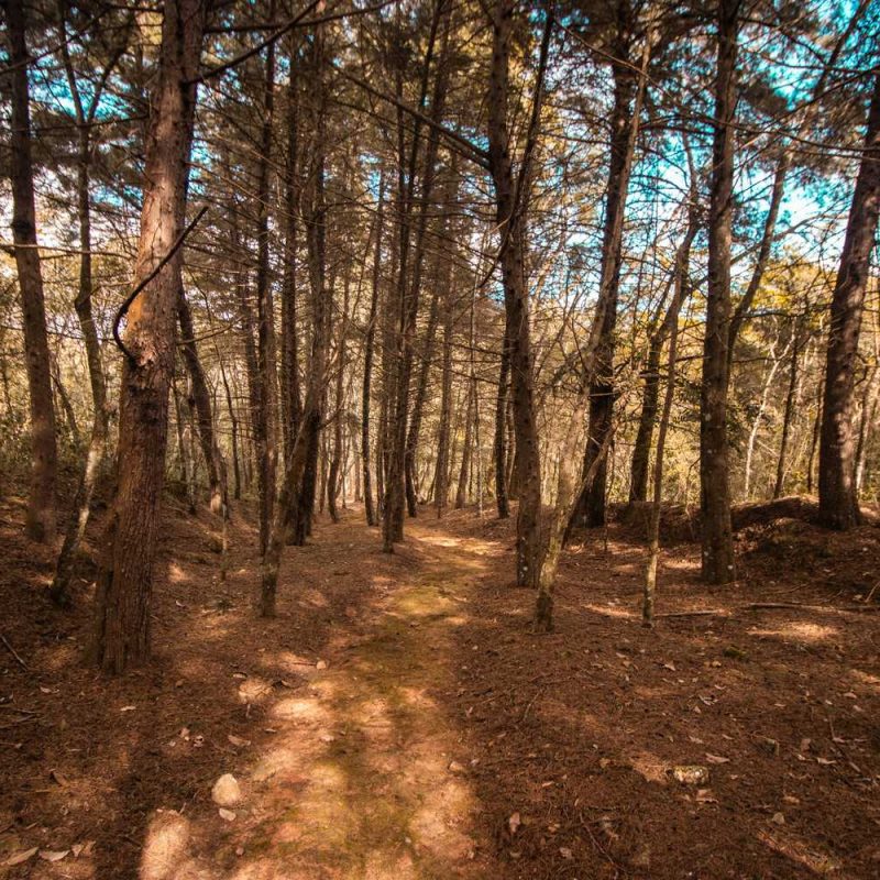 canto da floresta ecoresort (7)